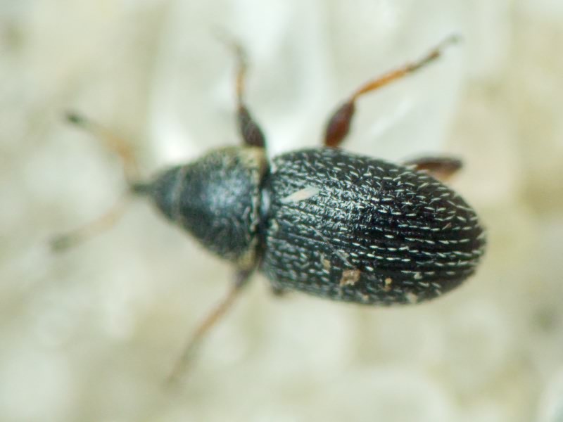 Mecinus plantaginis (Eppelsheimer, 1875)